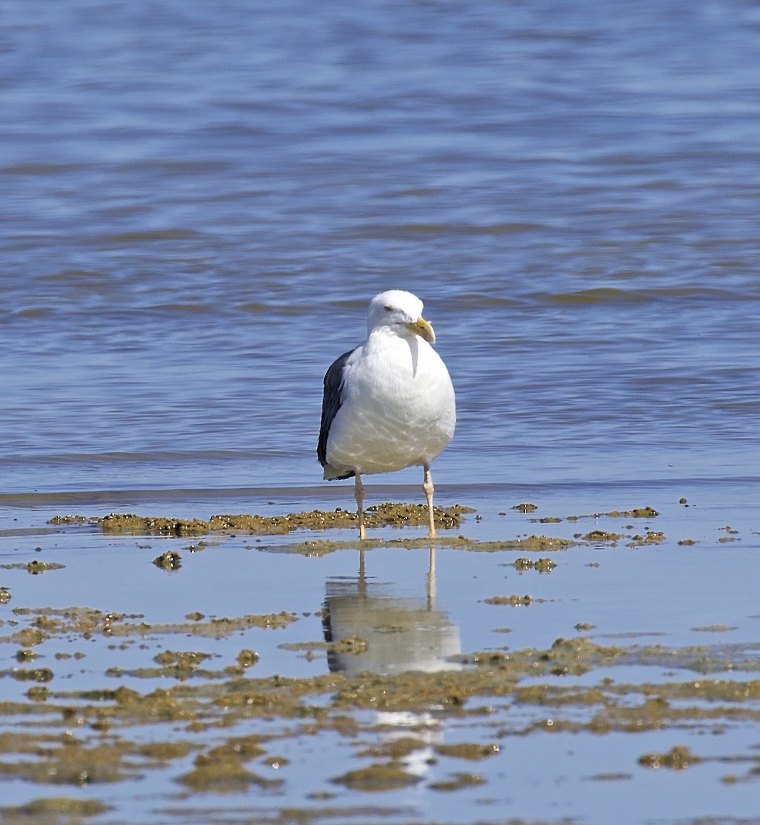 Yellow-footed Gull - ML616903017