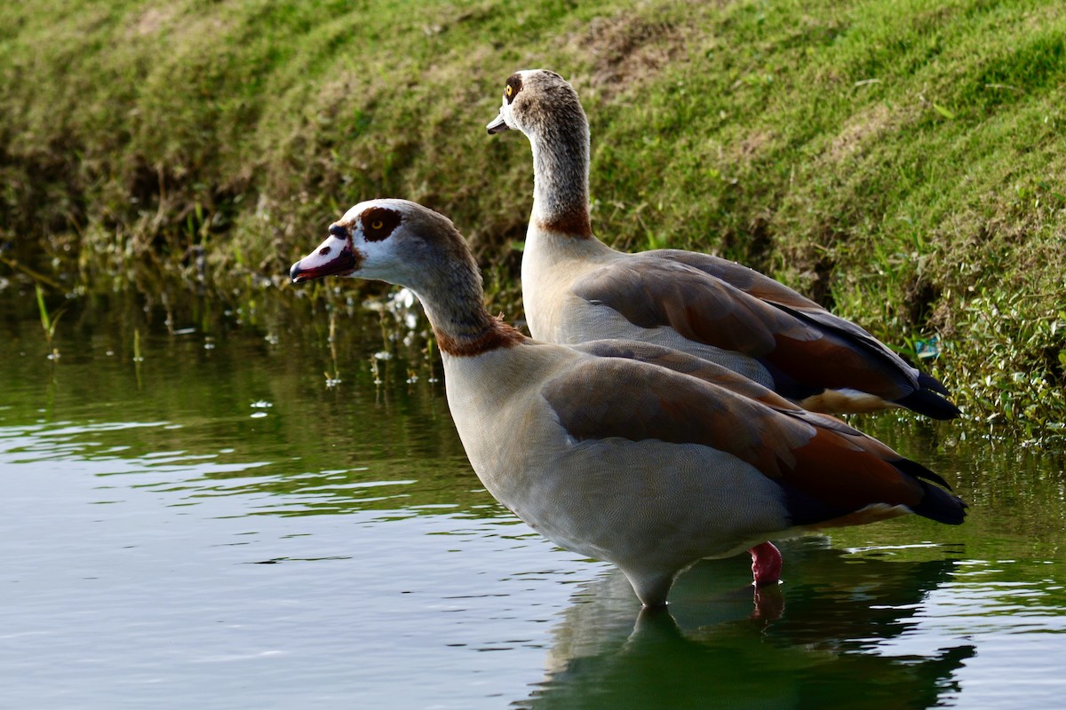 Egyptian Goose - ML616903022