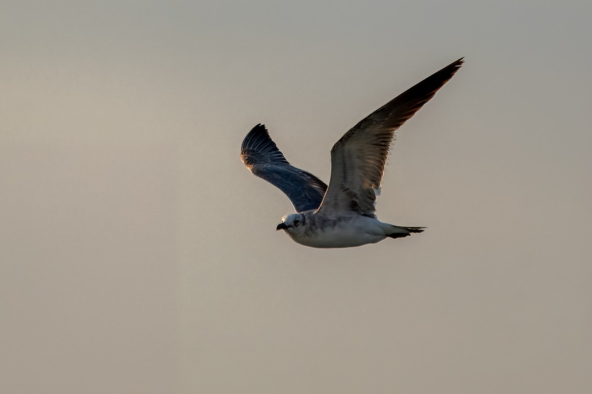 Gaviota Guanaguanare - ML616903026