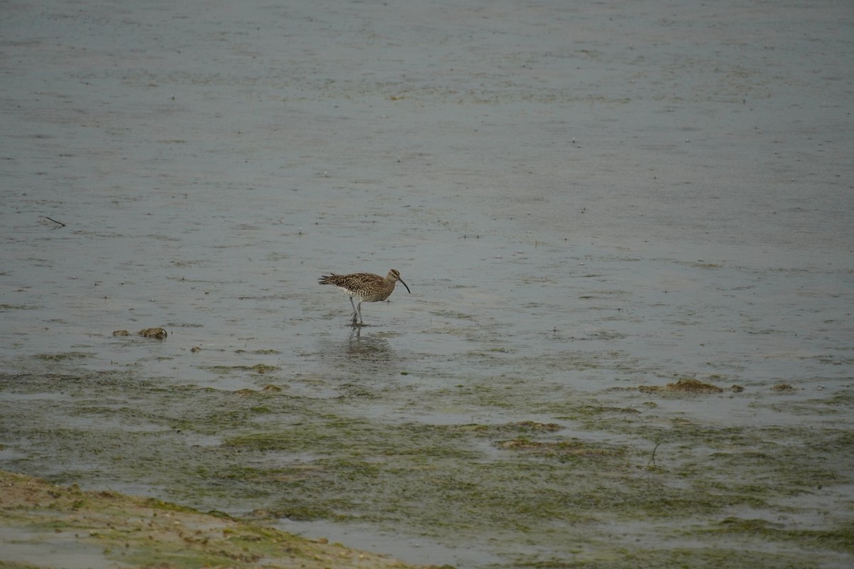 Whimbrel - ML616903057