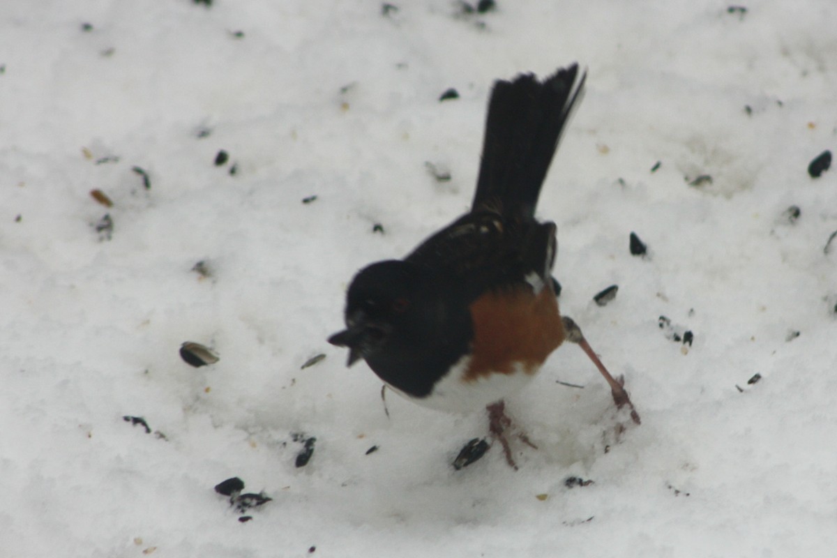 Eastern Towhee - Dennis Connelly