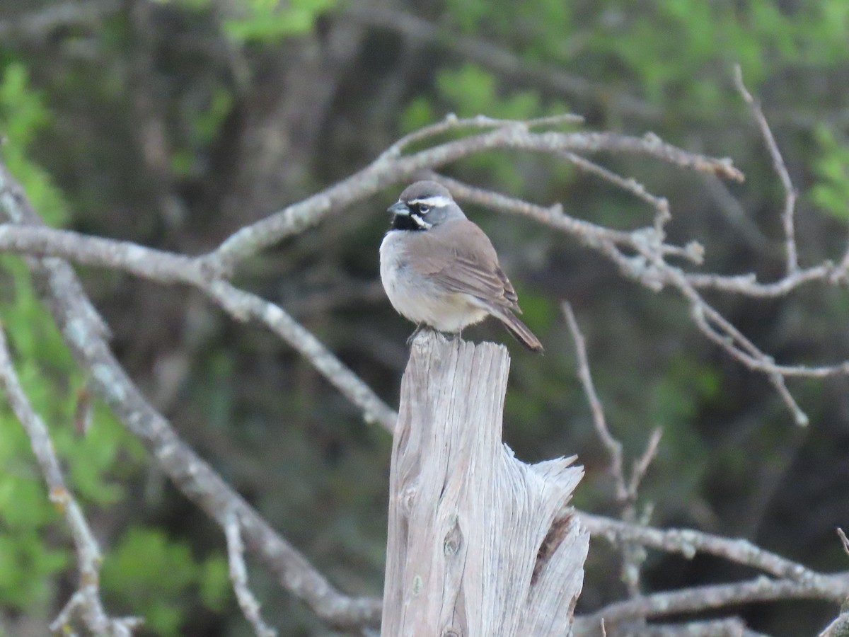 Black-throated Sparrow - ML616903097