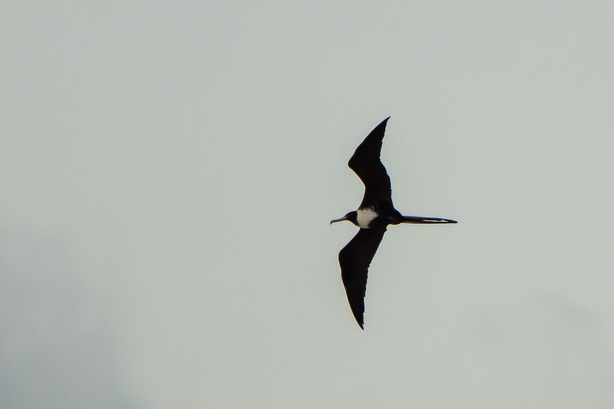 Magnificent Frigatebird - Bruno  Silva