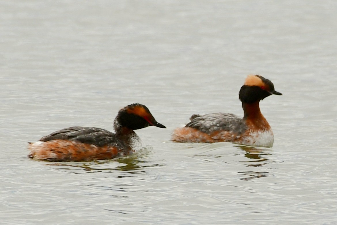 Horned Grebe - Kevin Kelly