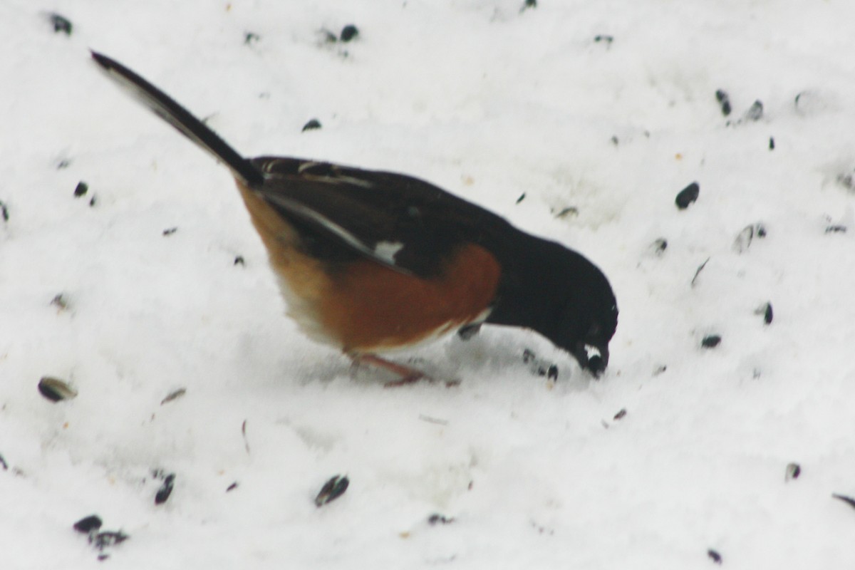 Eastern Towhee - Dennis Connelly