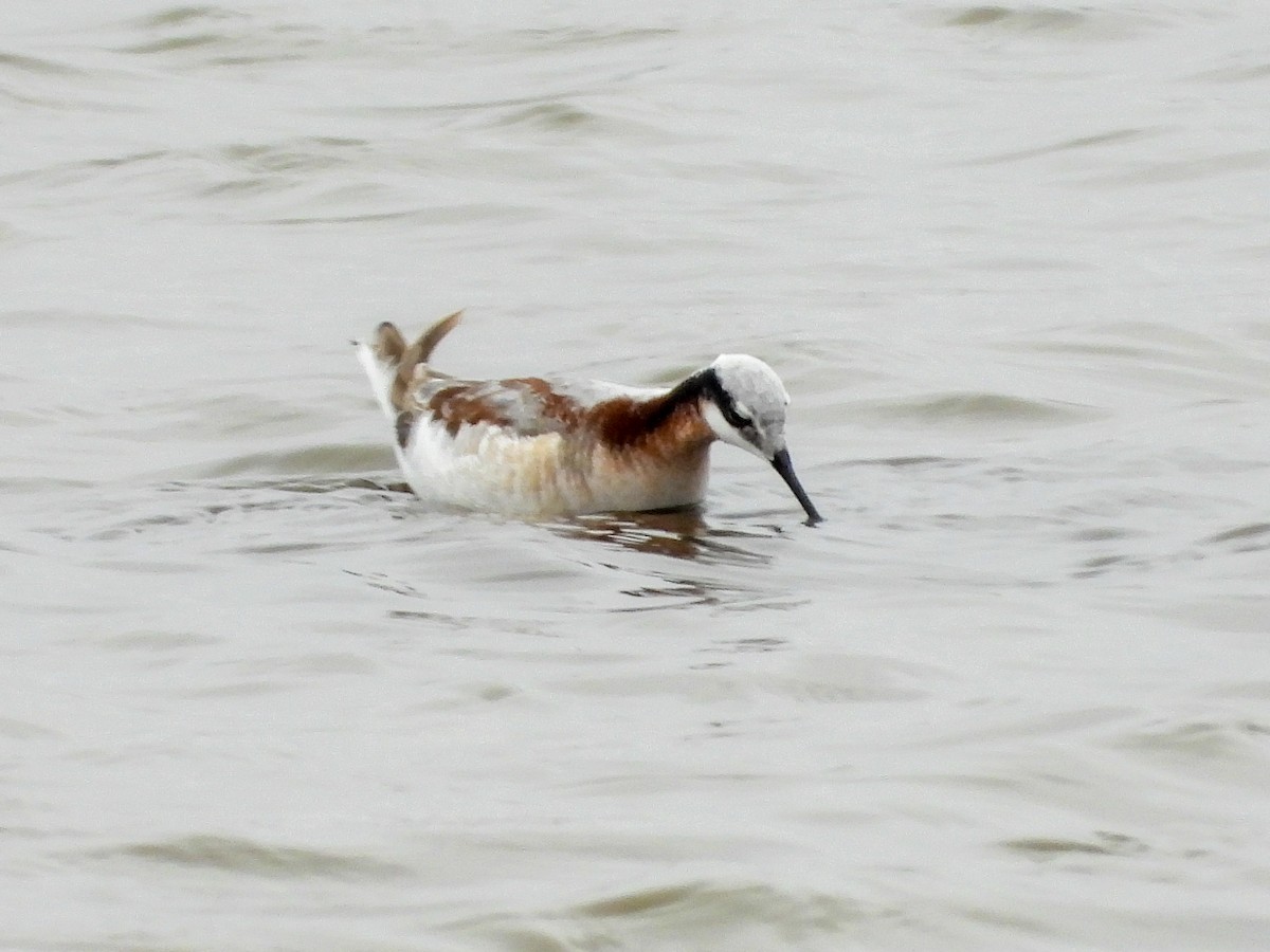 Wilson's Phalarope - ML616903140