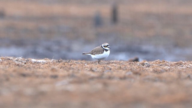 Little Ringed Plover - ML616903157