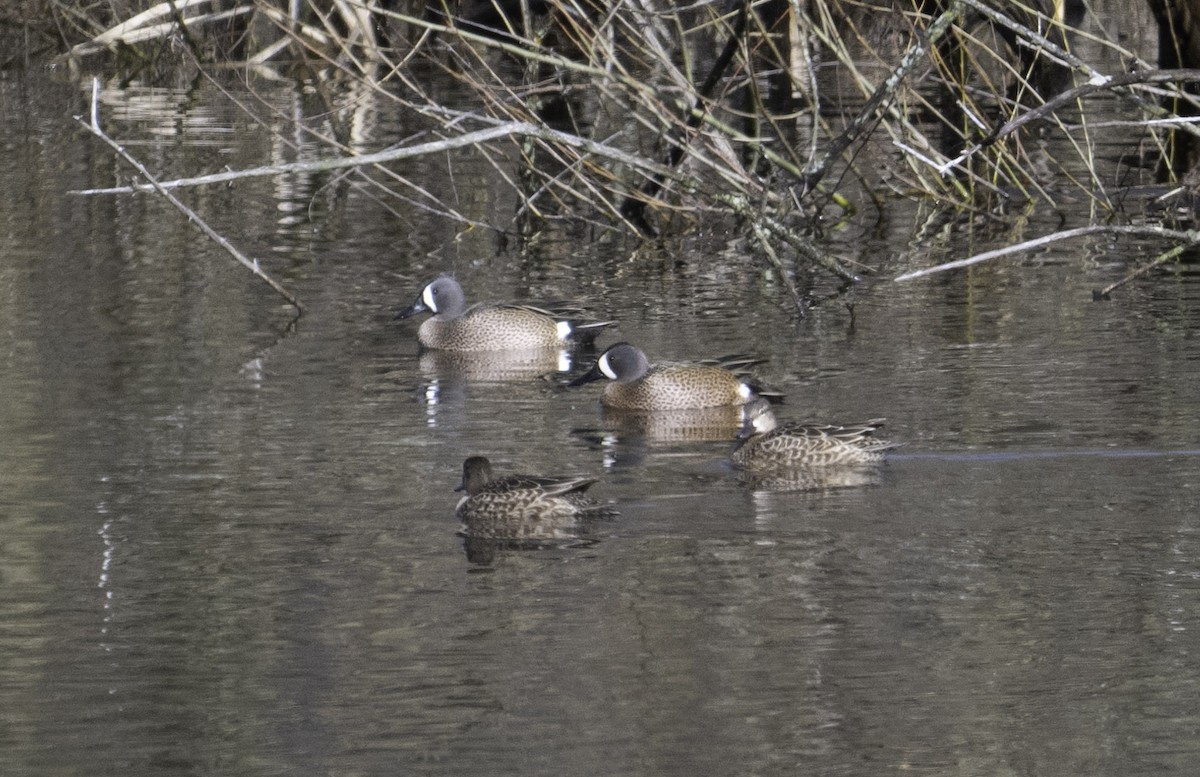 Blue-winged Teal - ML616903161