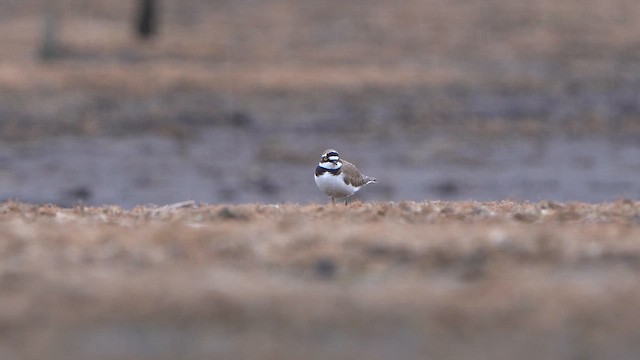 Little Ringed Plover - ML616903164