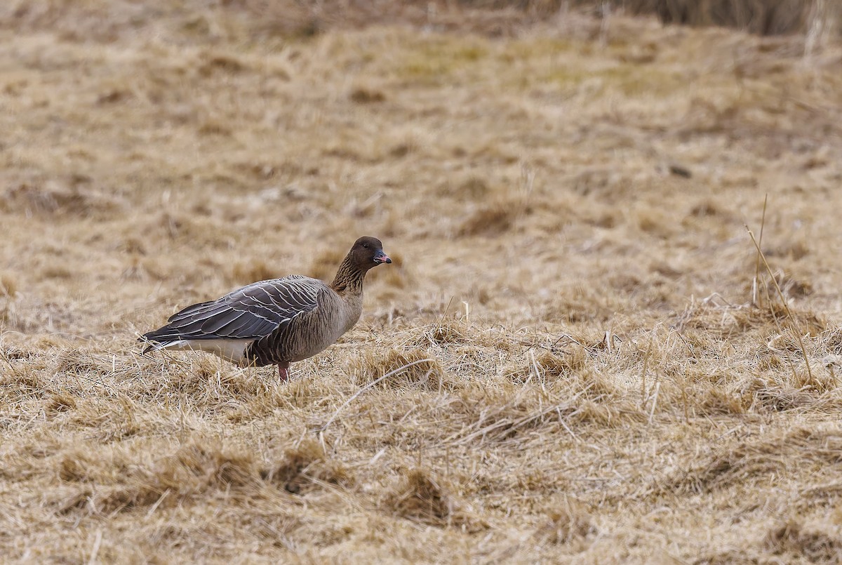 Pink-footed Goose - ML616903175