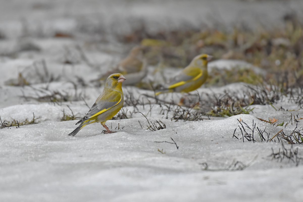 European Greenfinch - ML616903188