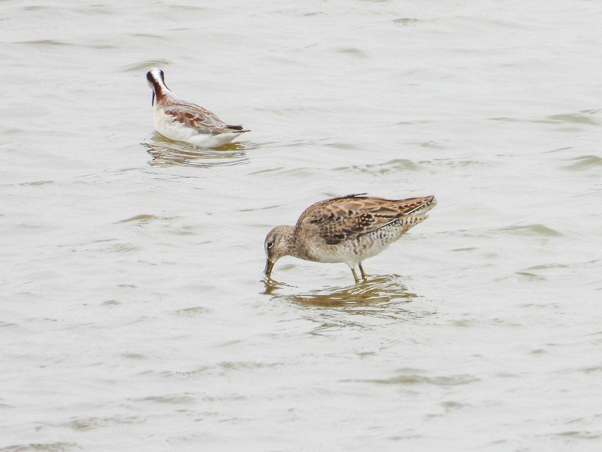 Long-billed Dowitcher - ML616903191