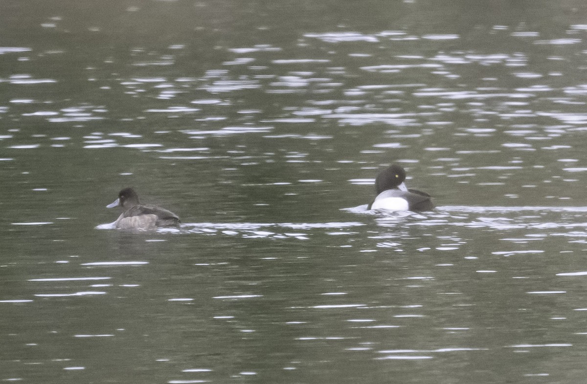 Greater Scaup - ML616903212