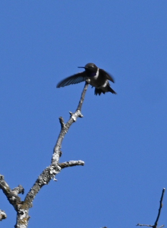 Colibri à gorge noire - ML616903281