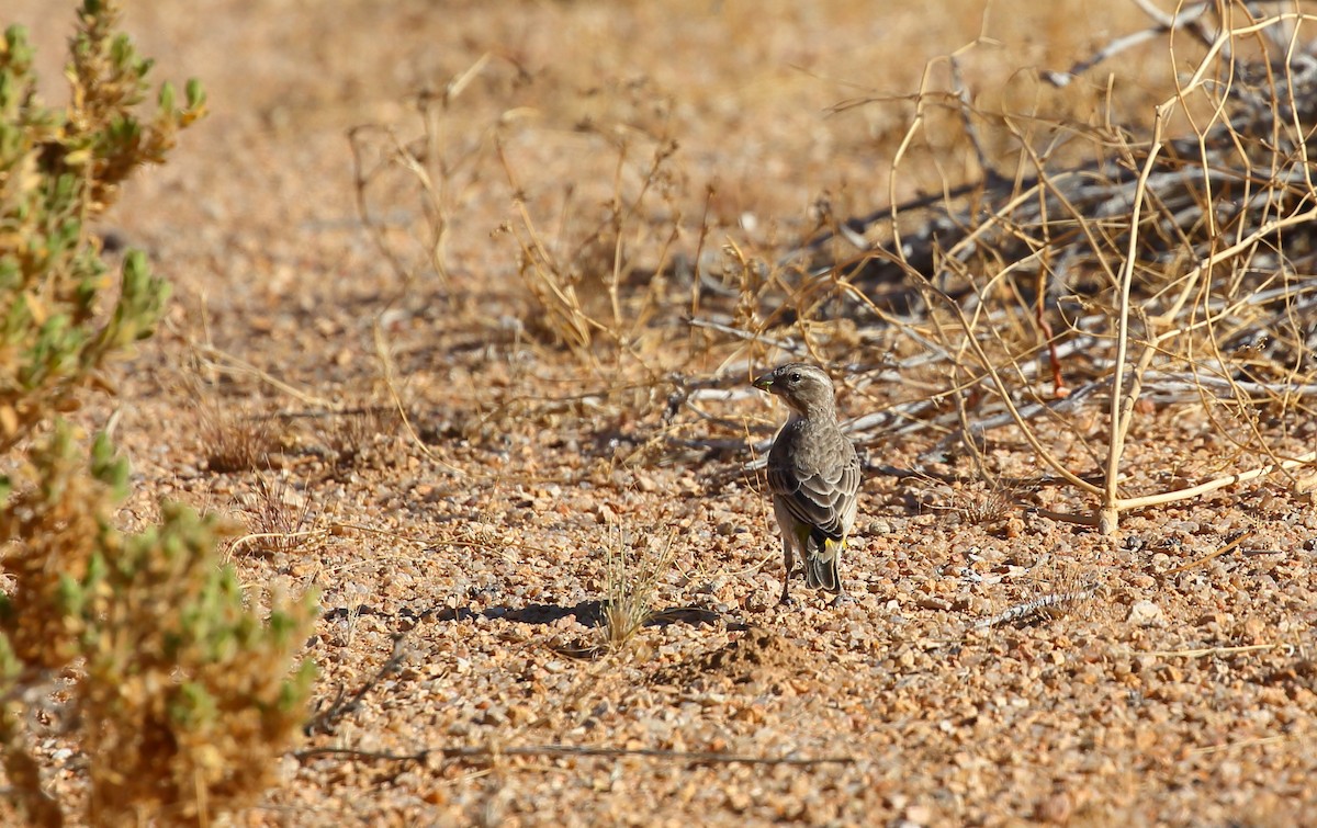 White-browed Sparrow-Weaver (White-breasted) - ML616903292