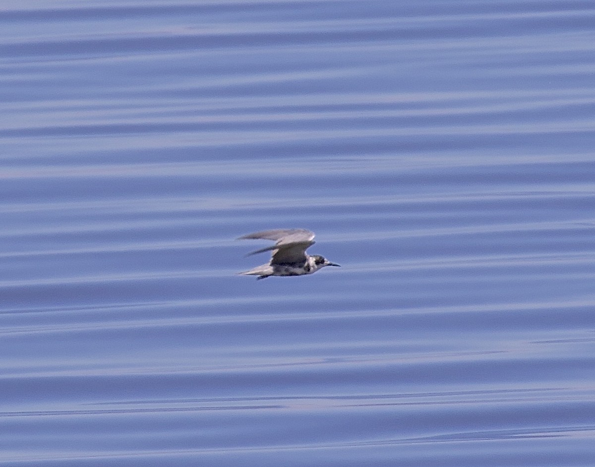 Black Tern - Ron Wilson