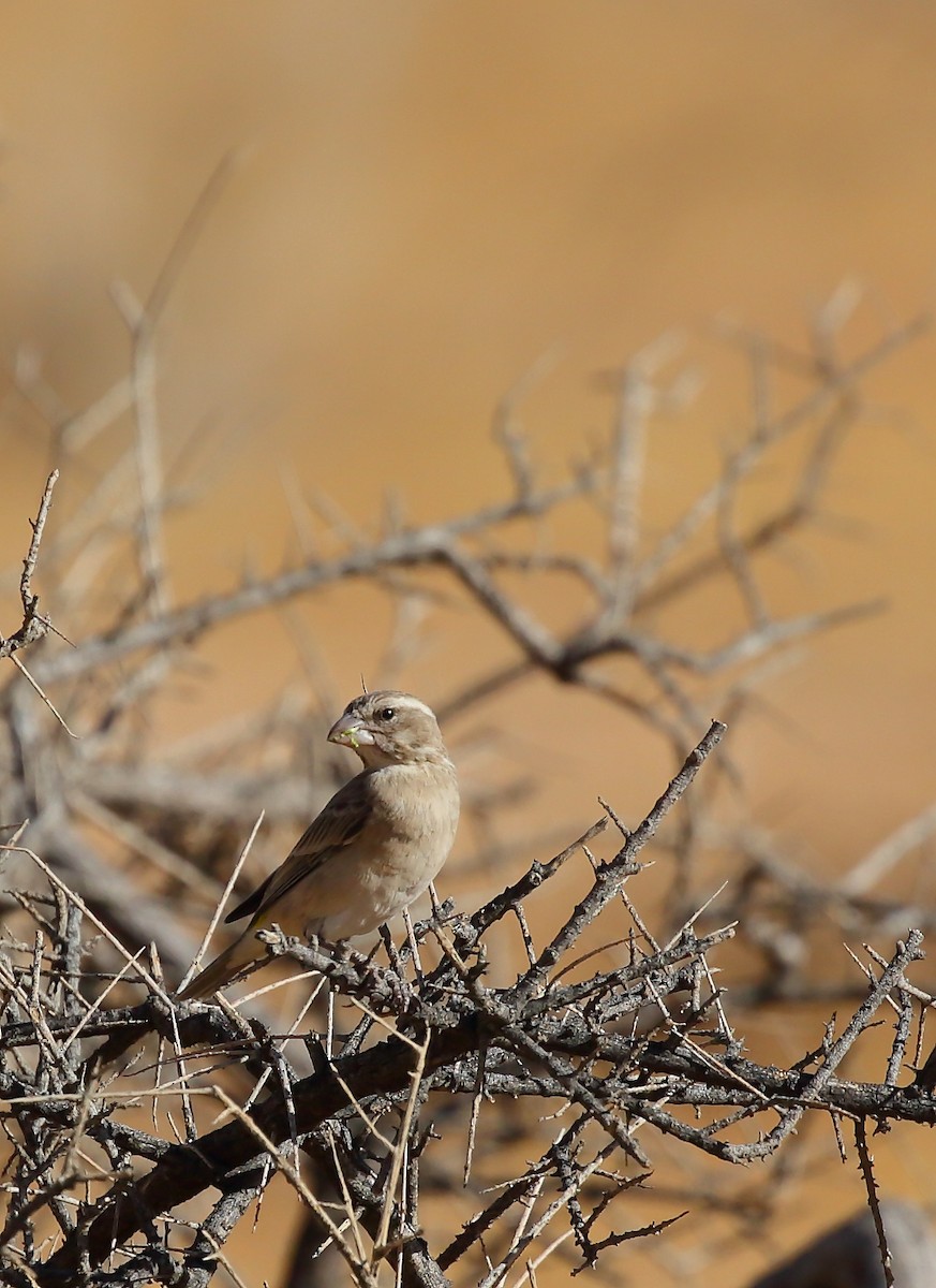 White-browed Sparrow-Weaver (White-breasted) - ML616903308