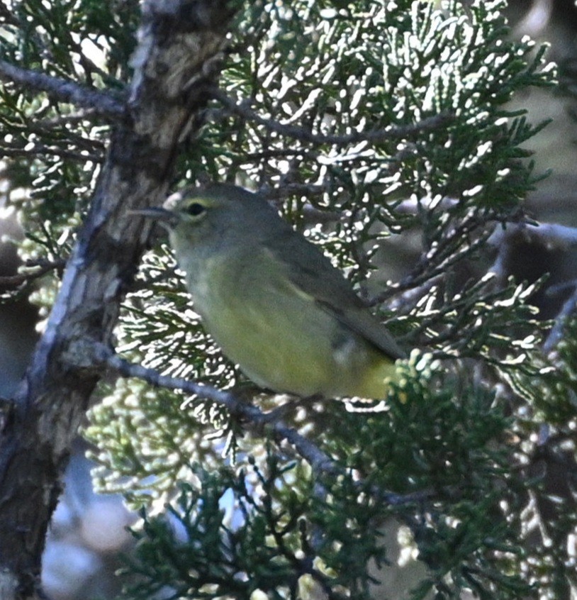 Orange-crowned Warbler - ML616903320