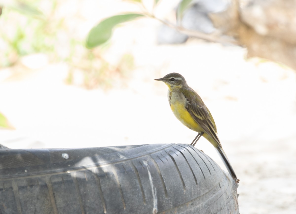 Western Yellow Wagtail (flavissima/lutea) - Jeanne Verhulst