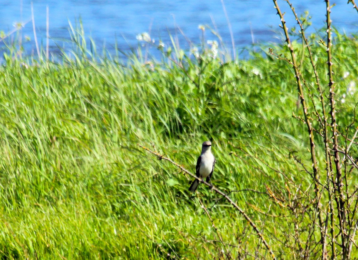 Northern Mockingbird - ML616903401