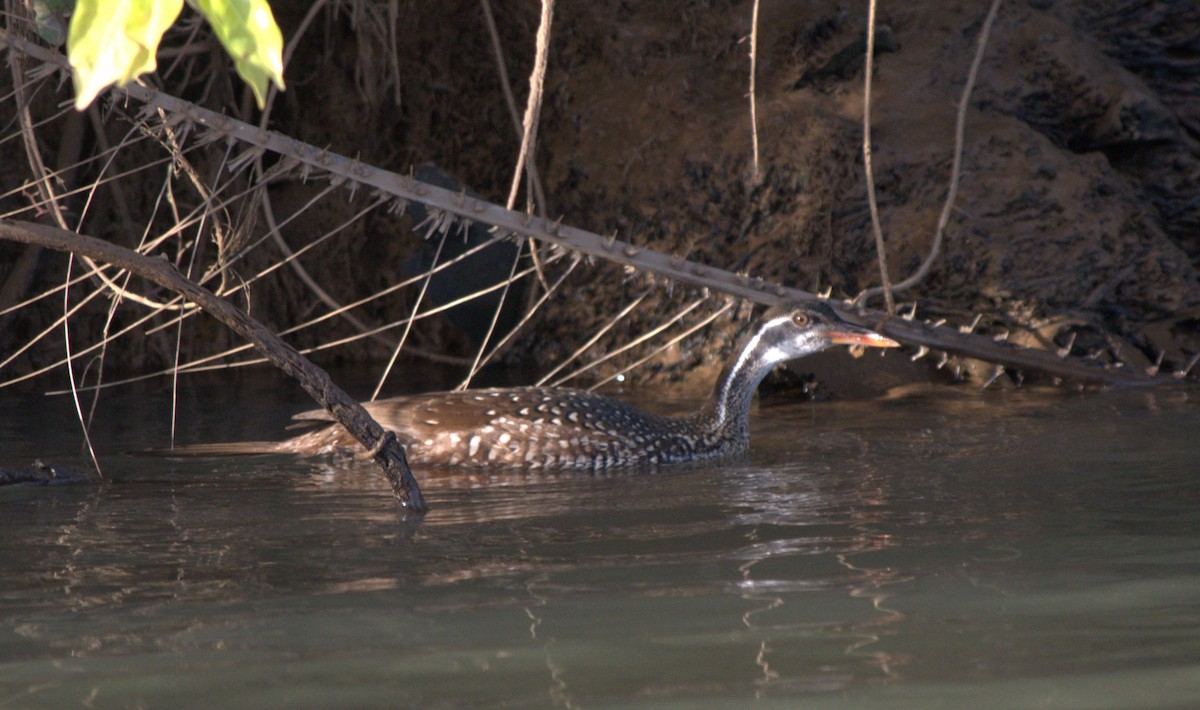 African Finfoot - ML616903414