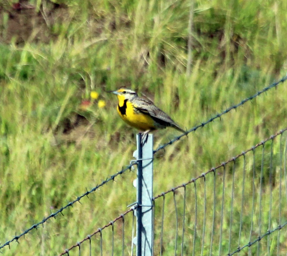 Western Meadowlark - ML616903444