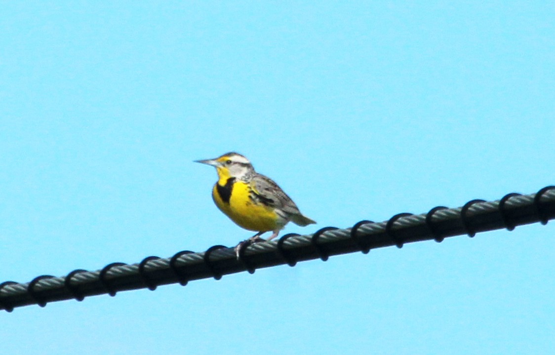 Western Meadowlark - Connie Haile