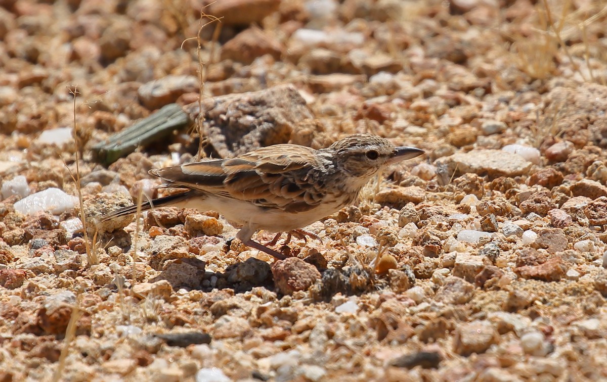 Sabota Lark (Bradfield's) - Yannick FRANCOIS