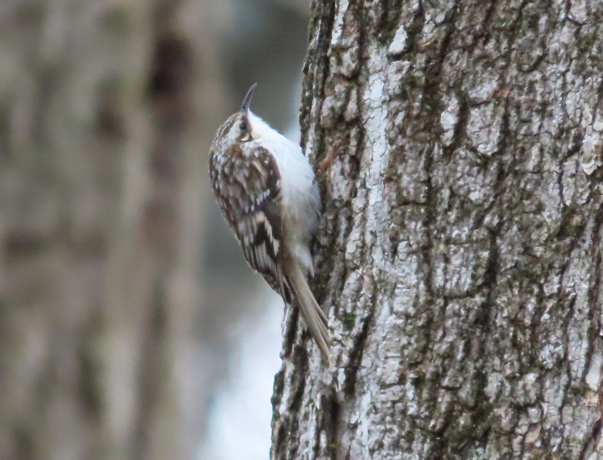 Brown Creeper - ML616903460