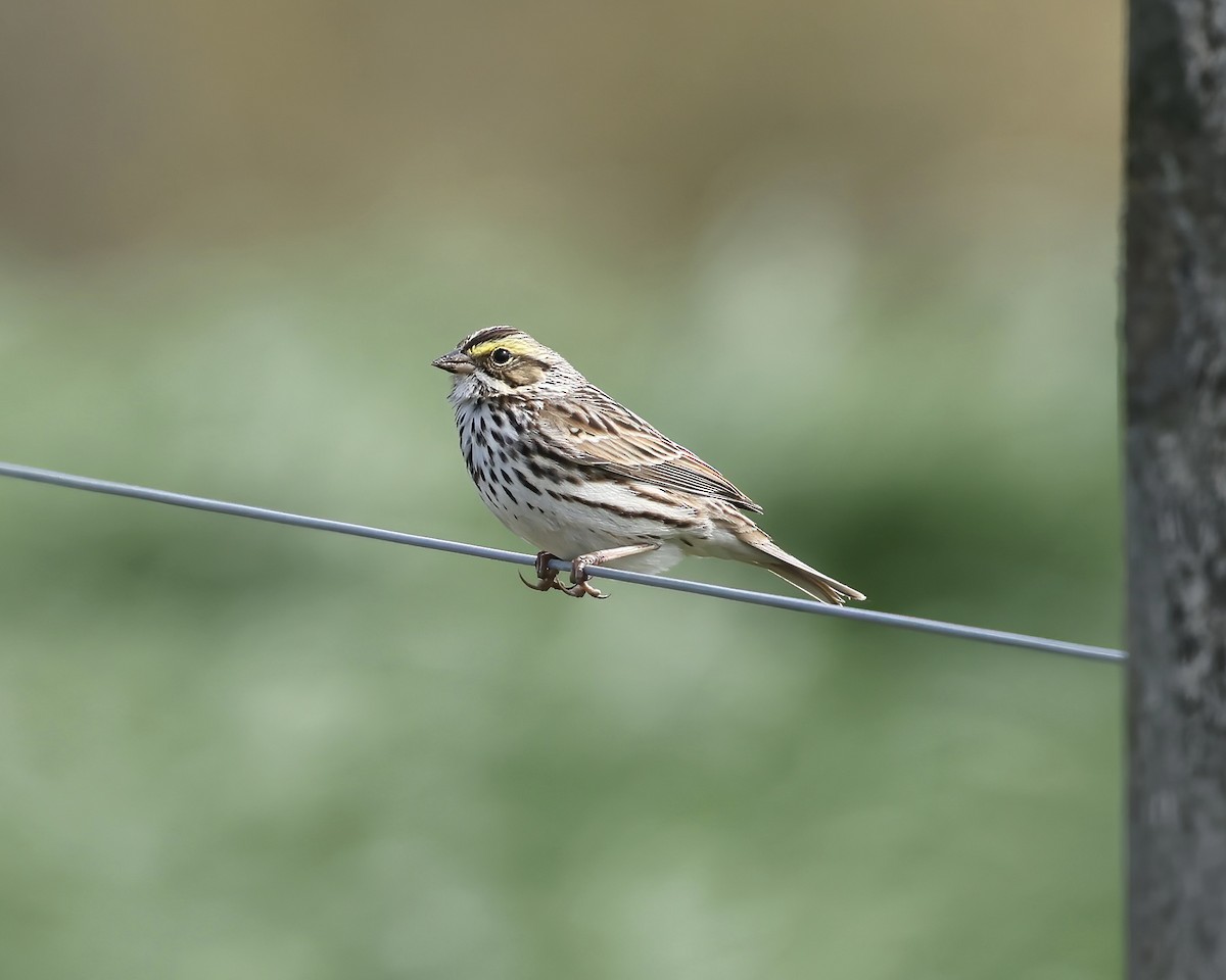 Savannah Sparrow - ML616903473