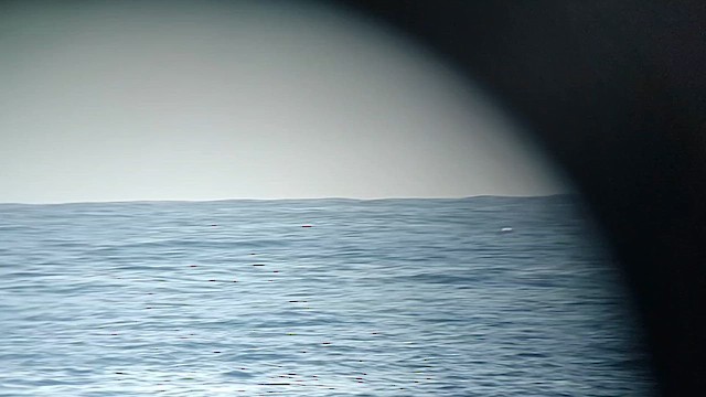 Albatros de Laysan - ML616903486
