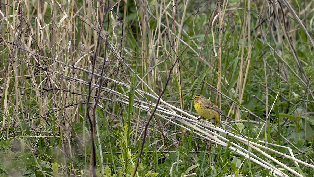 Palm Warbler - ML616903512