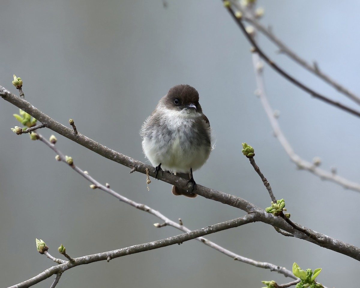 Eastern Phoebe - ML616903529