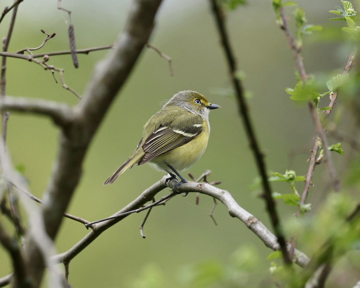 White-eyed Vireo - ML616903533