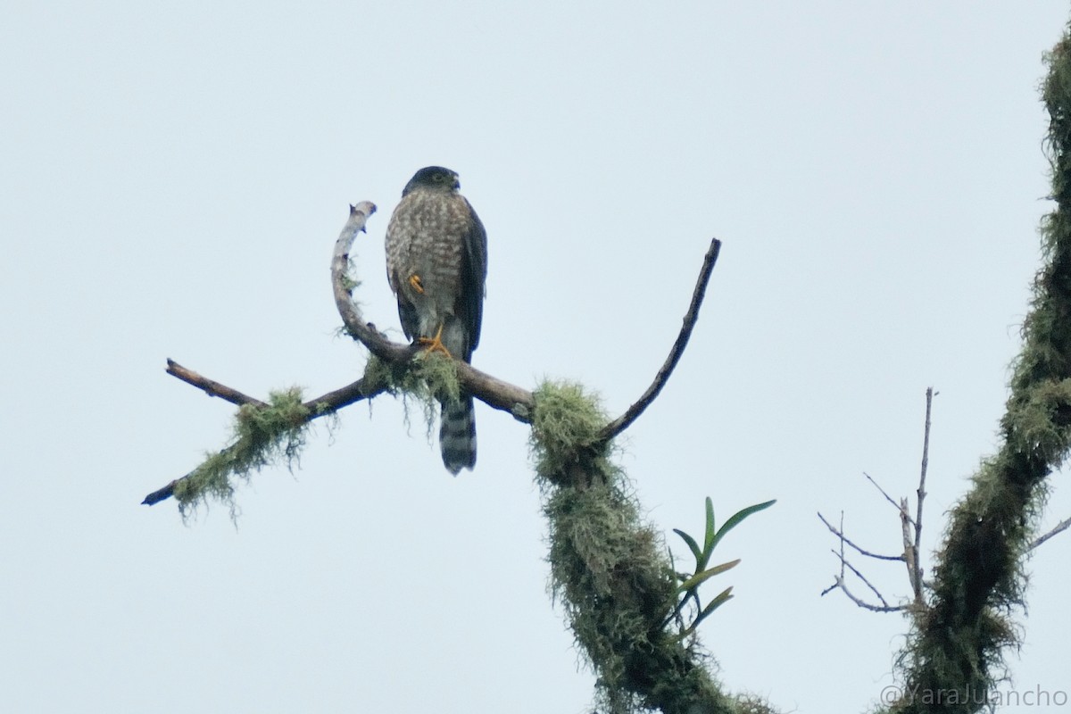 Sharp-shinned Hawk - ML616903535