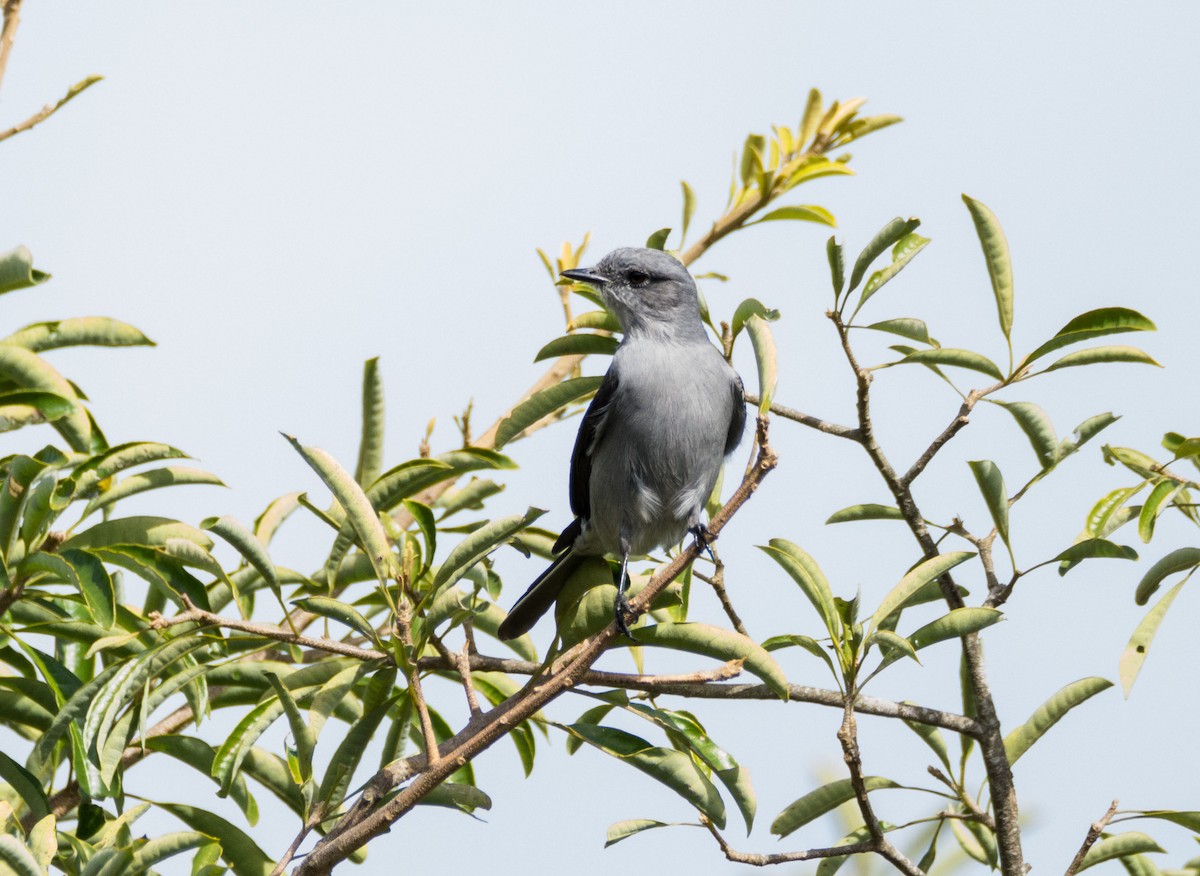 Shear-tailed Gray Tyrant - ML616903539