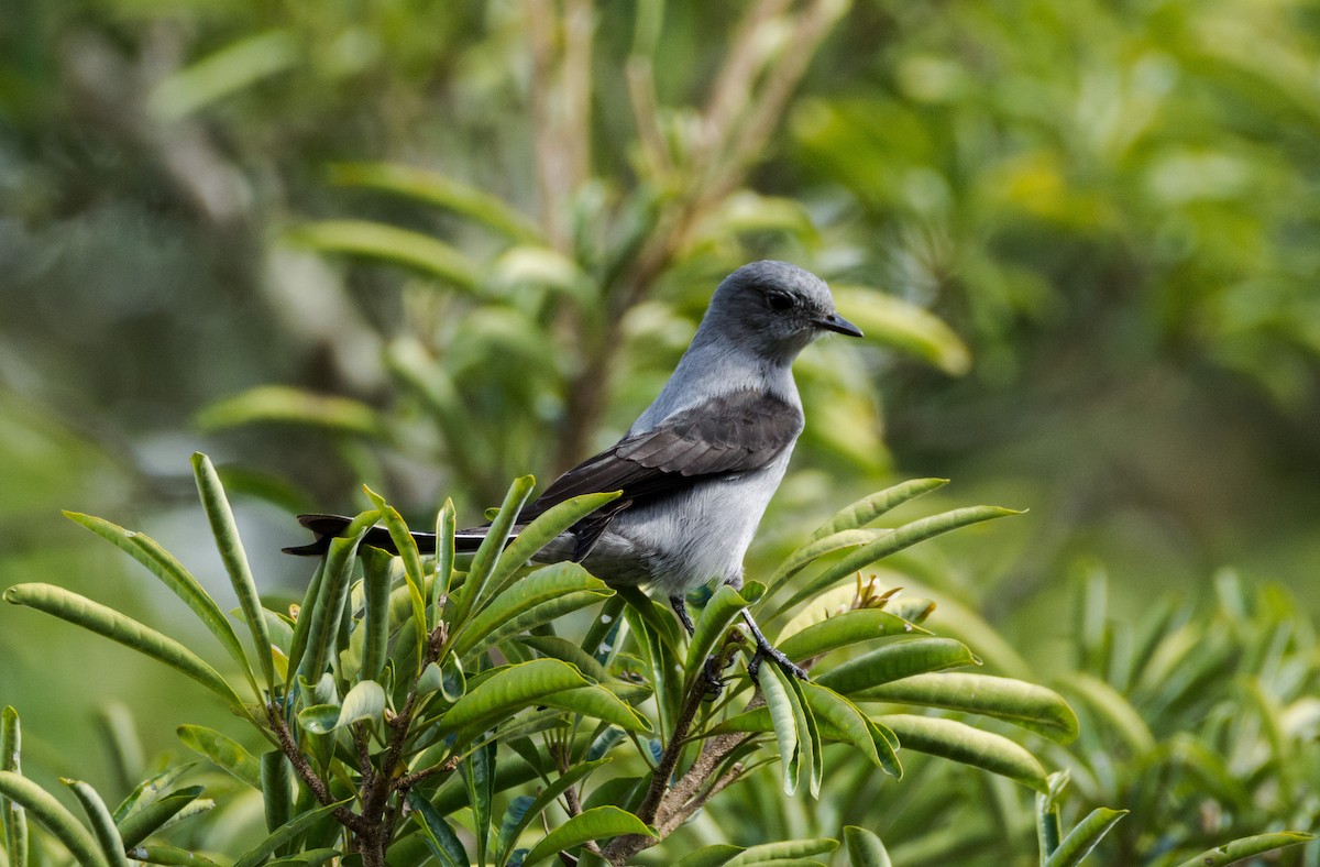 Shear-tailed Gray Tyrant - ML616903540