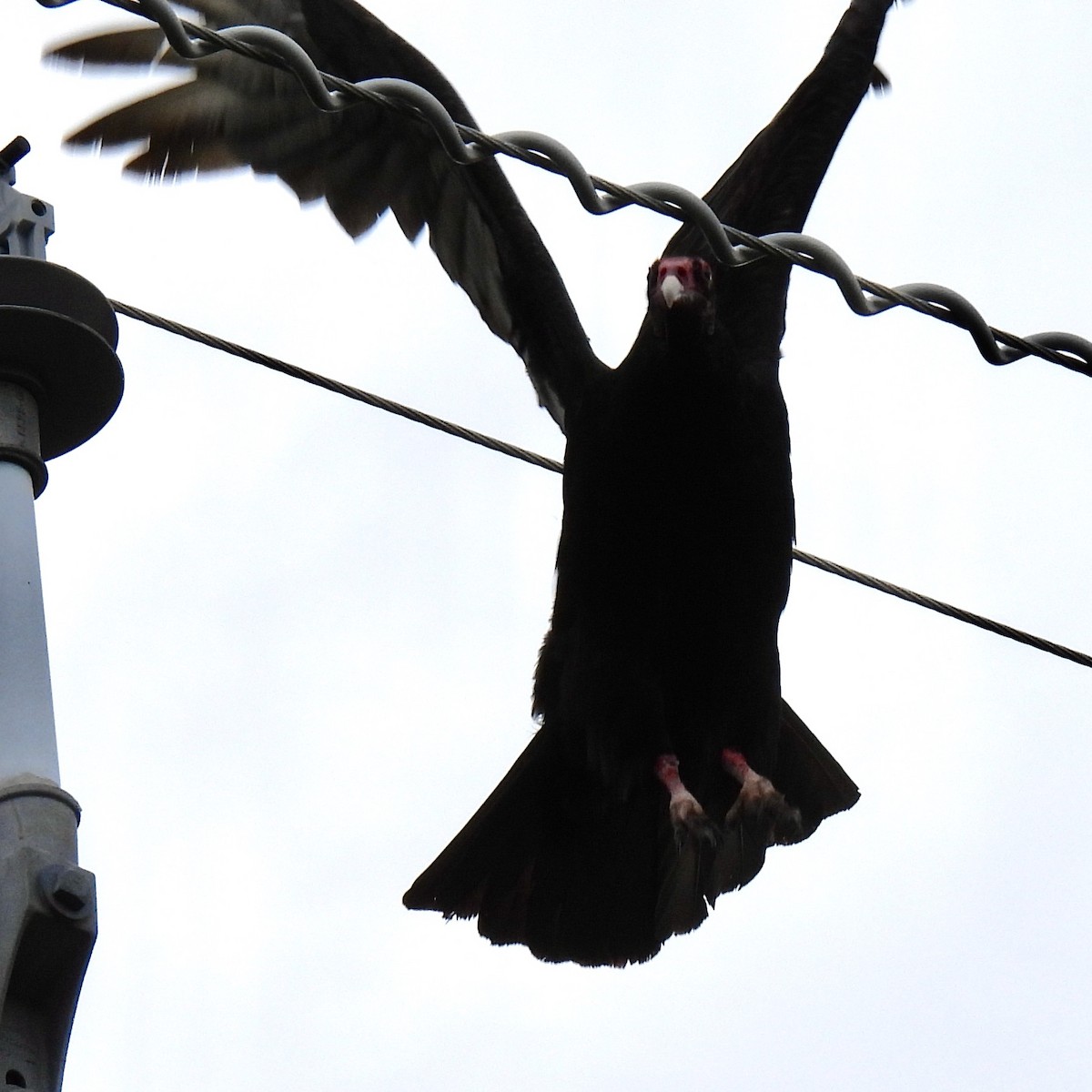 Turkey Vulture - ML616903669