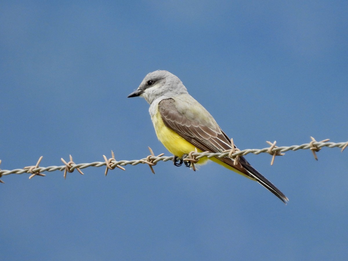 Western Kingbird - ML616903674