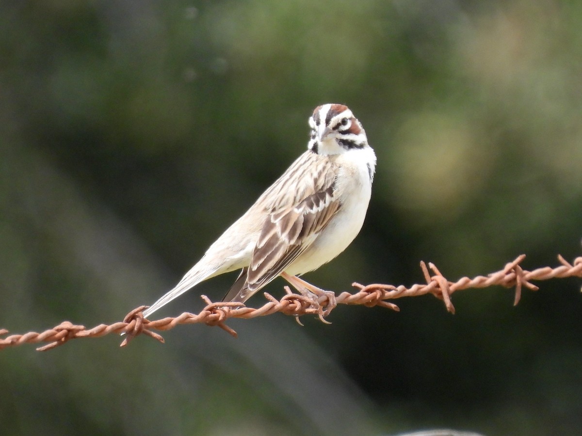 Lark Sparrow - ML616903680