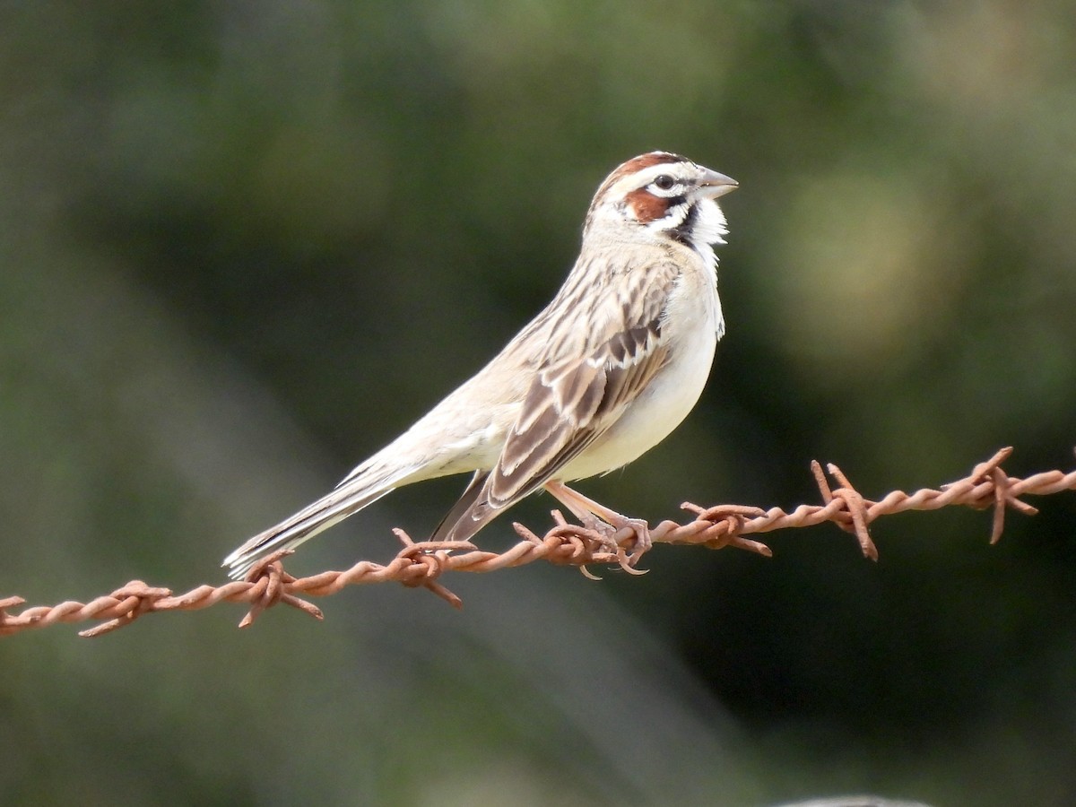 Lark Sparrow - ML616903681