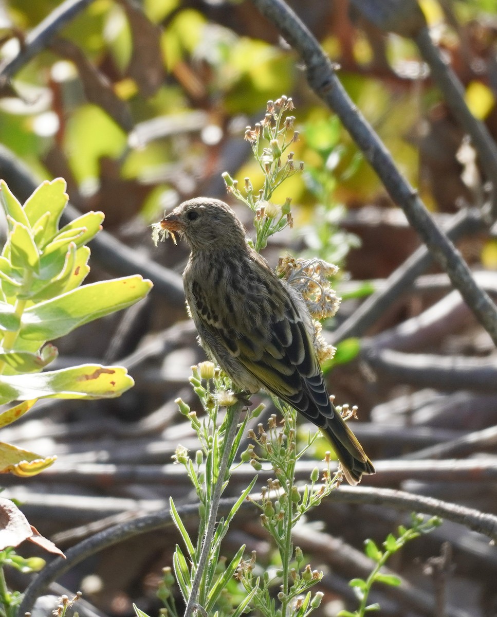 Cape Canary - Sarah Foote