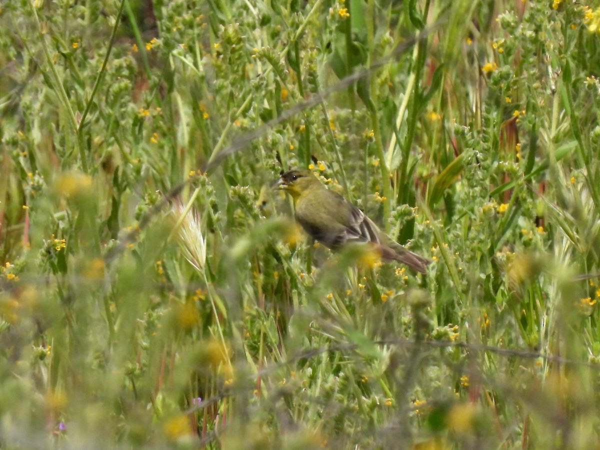 Lesser Goldfinch - ML616903693