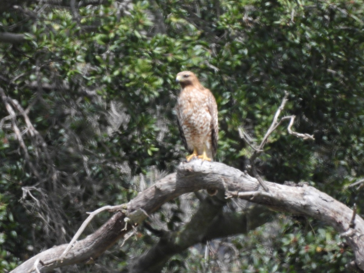 Red-shouldered Hawk - ML616903710