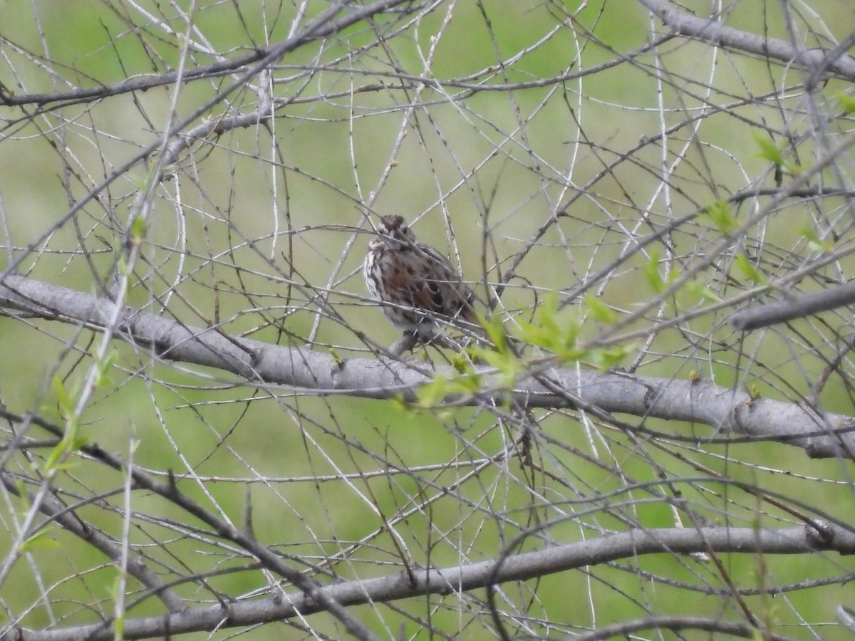 Song Sparrow - ML616903724