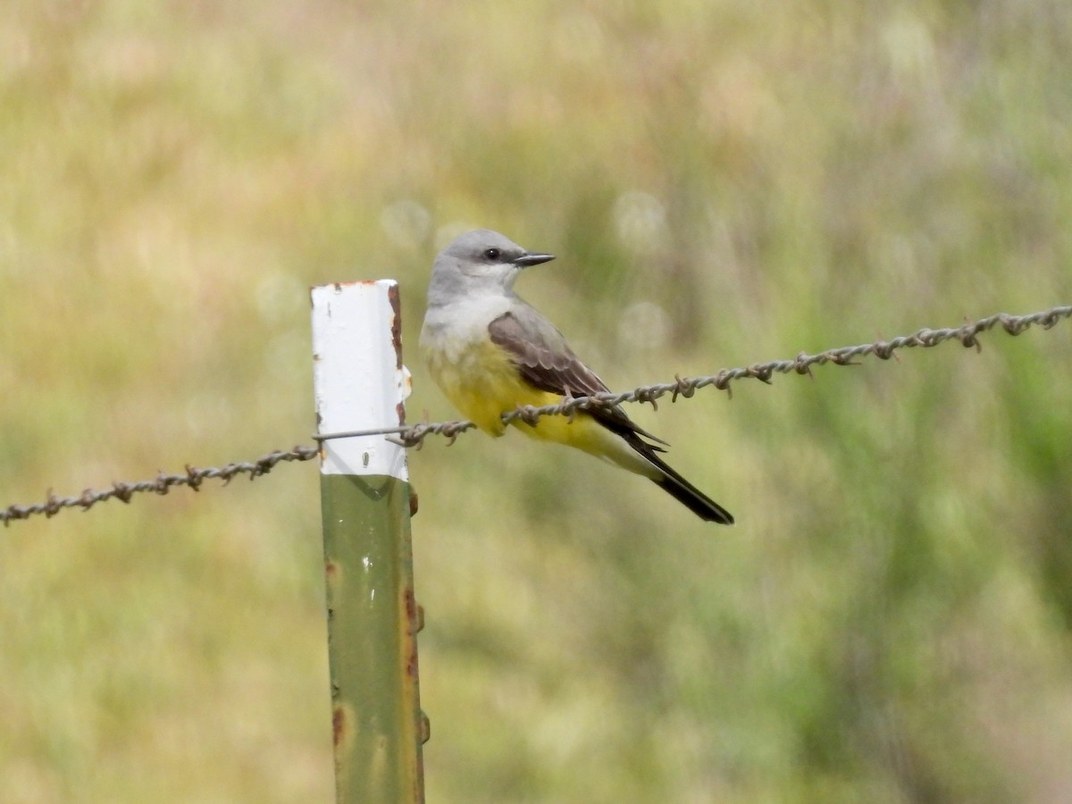 Western Kingbird - Martha Wild