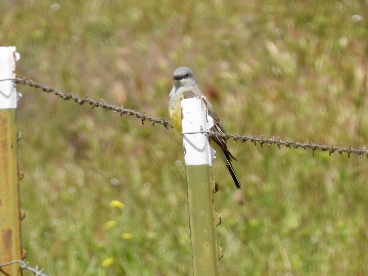 Western Kingbird - ML616903735