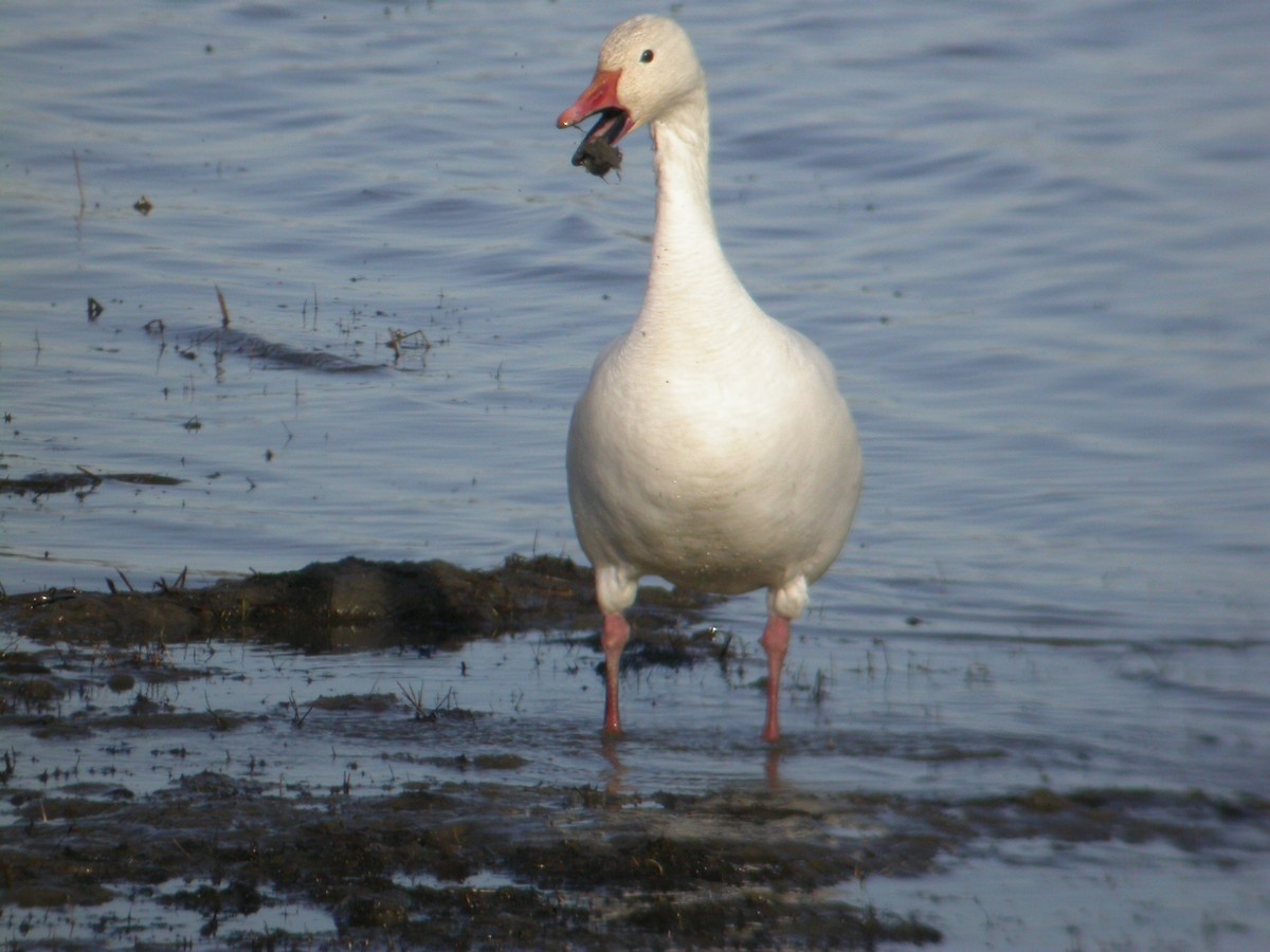 Snow Goose - ML616903736