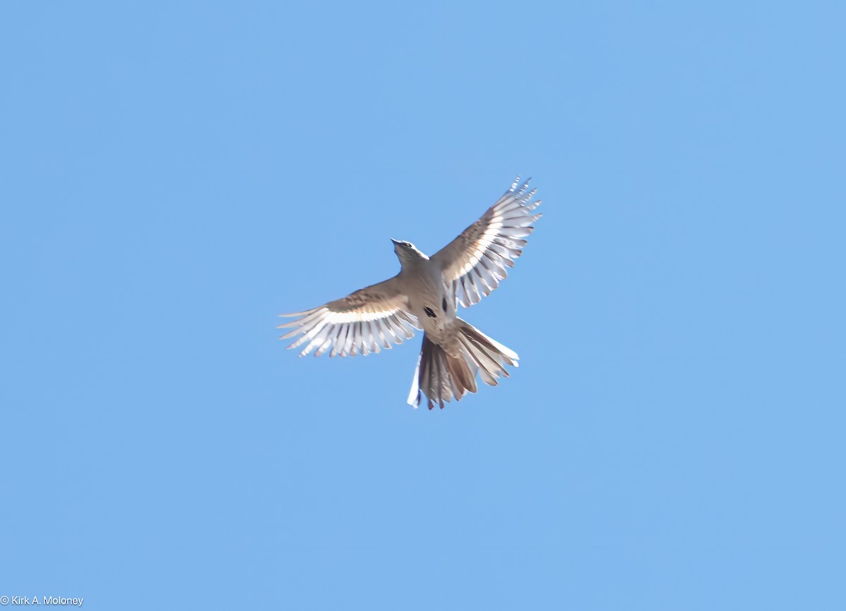 Townsend's Solitaire - ML616903738