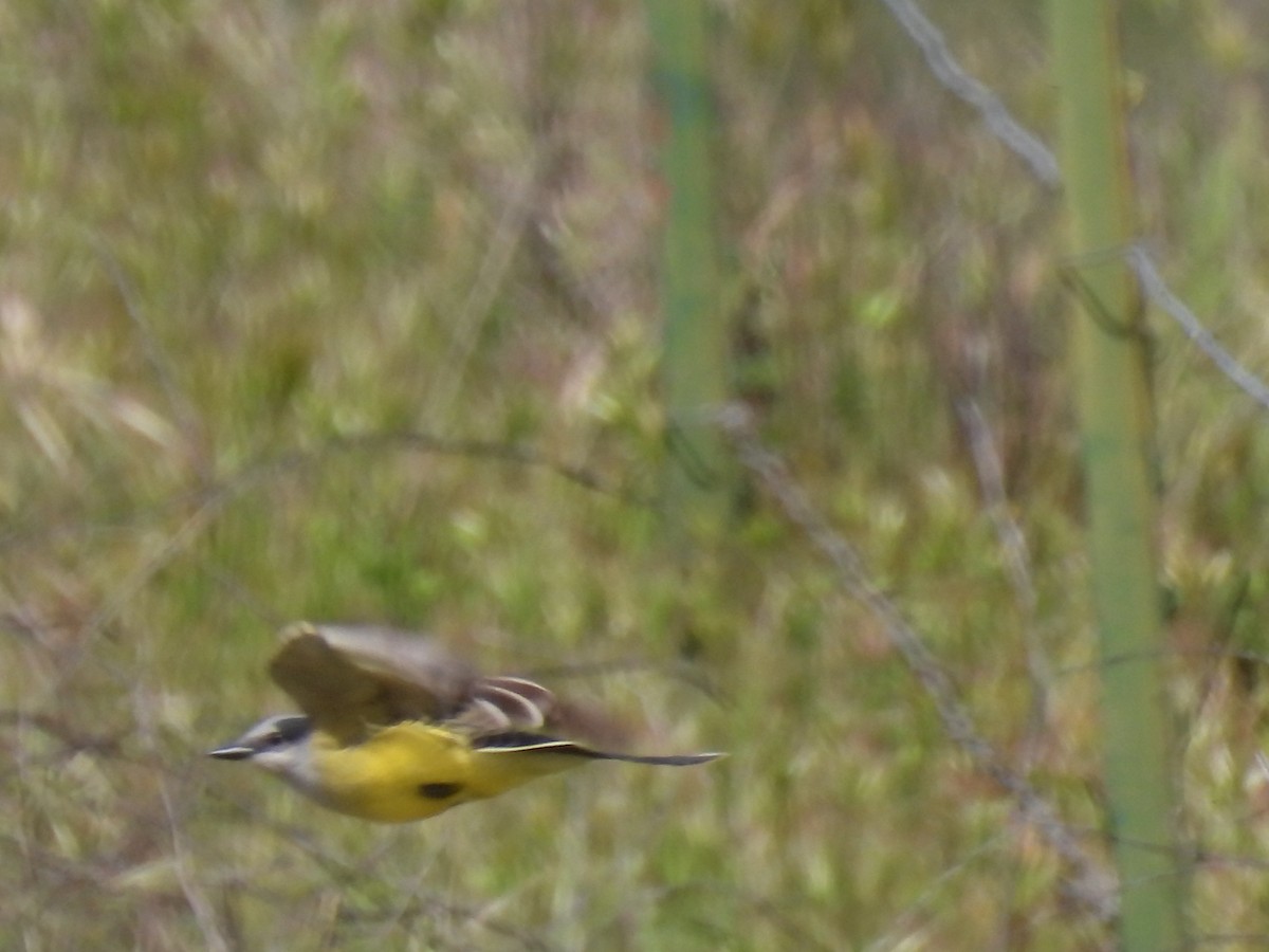 Western Kingbird - Martha Wild